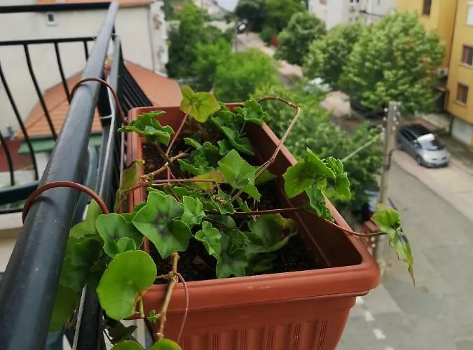 Kovachevi House 3* Primorsko